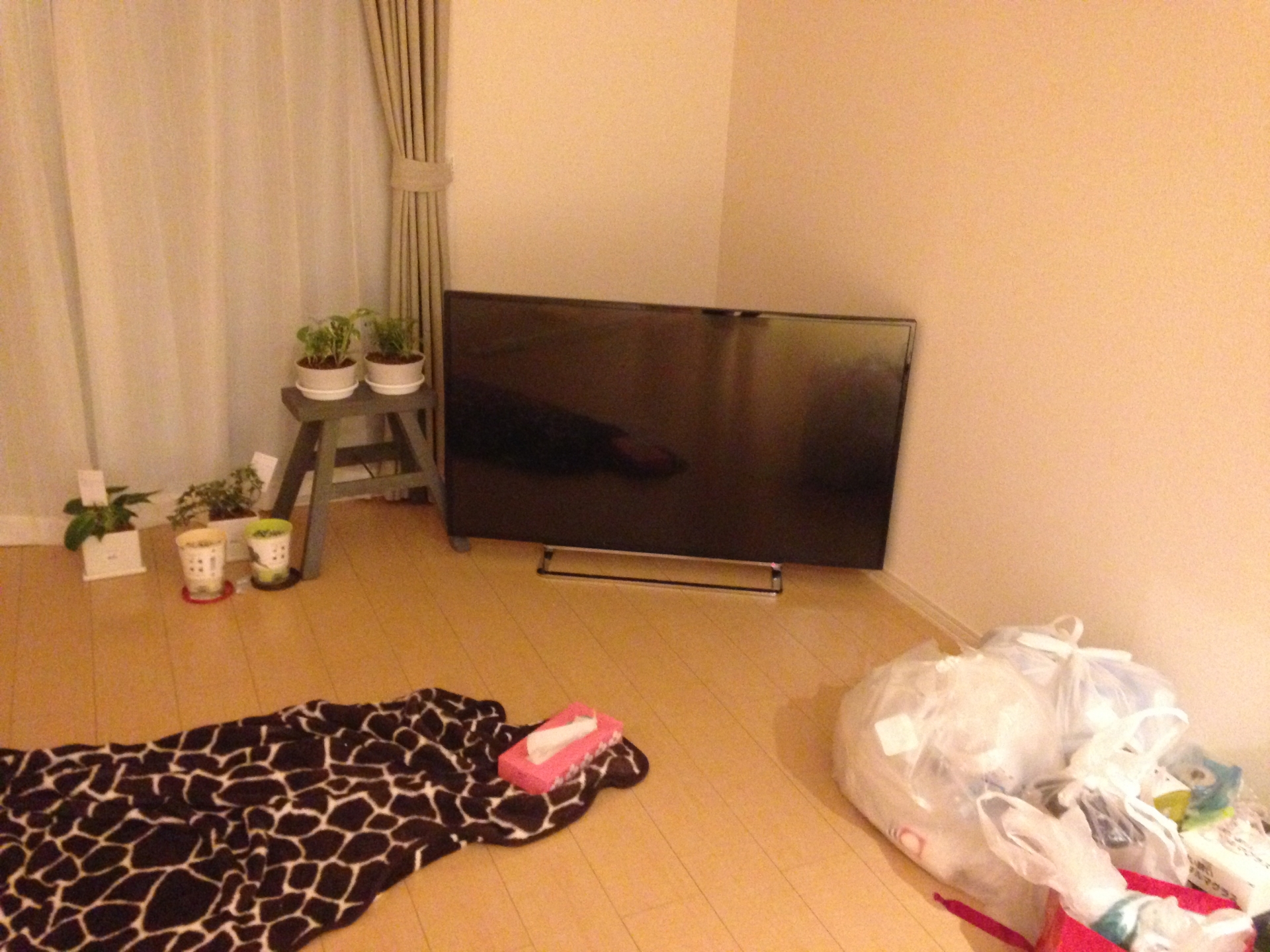 テレビ